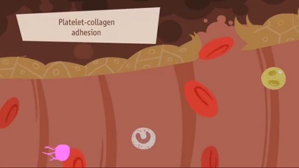 Hemostasis, Coagulation and Fibrinolisis.mp4