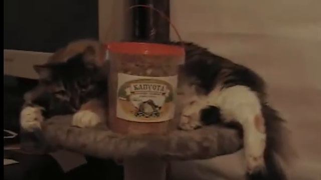 Банка с квашеной капустой смотреть онлайн