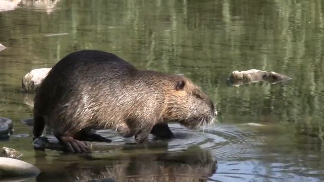 Nutria (Coypu) and fish (Pesca) along the Bisenzio River, Prato, Italy смотреть онлайн