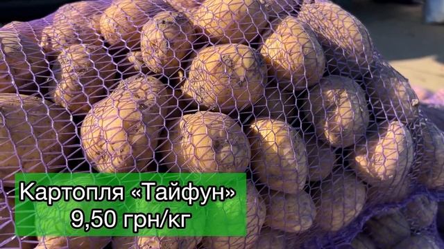 Огляд цін на асортимент картоплі на ринку «Шувар»?? 30.10.23 смотреть онлайн