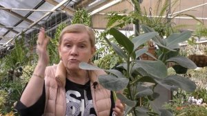 Клузия (Clusia) – вечнозеленый многолетник.