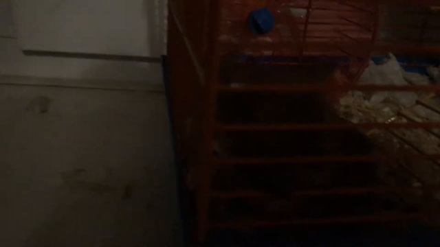 Хомяк грызёт клетку смотреть онлайн