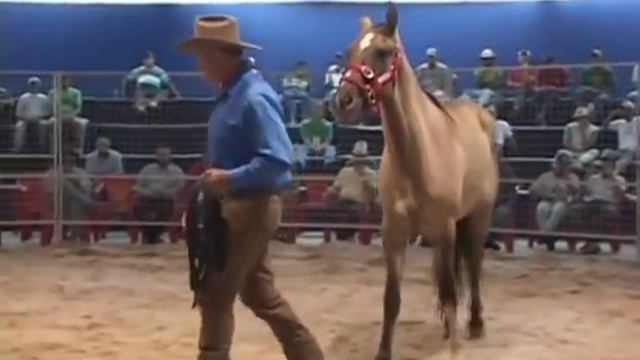 MONTY ROBERTS -- JOIN-UP 1ª PARTE смотреть онлайн
