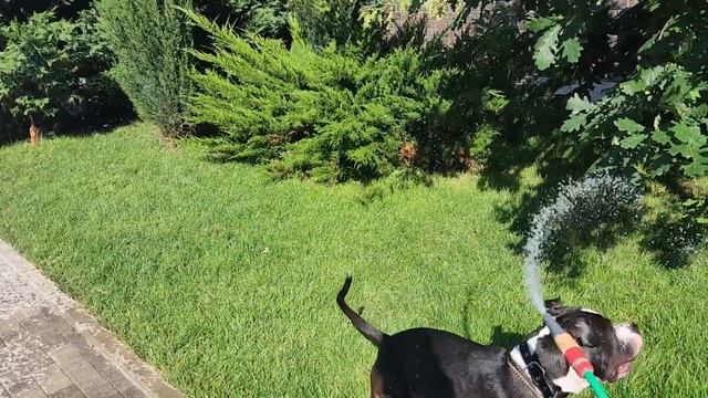 Амстафф САМАЯ ЛУЧШАЯ ПОРОДА собак. Тайсон гоняется за водой из шланга. Amstaff Tyson Staff playing смотреть онлайн