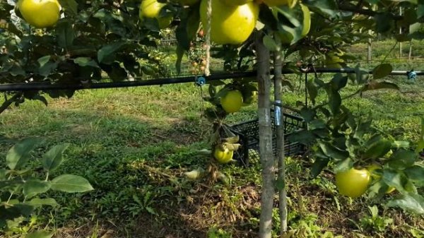 Яблоня Голден Делишес / Apple Golden Delicious /