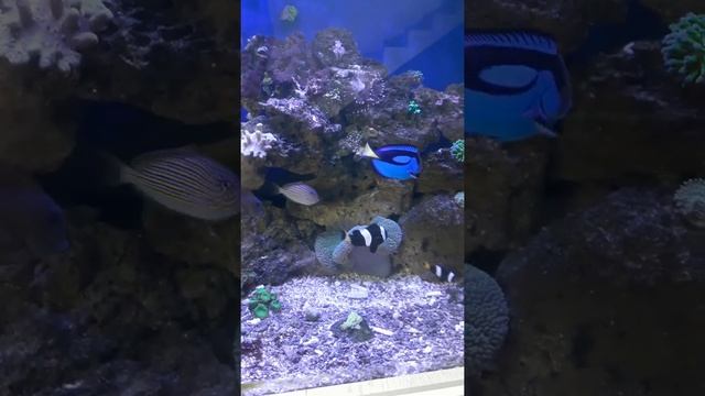 Море без сампа все живет и размножается смотреть онлайн