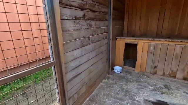 НАКОРМИЛА 80 СОБАК | ЛУЧШИЙ ПРИЮТ ДЛЯ БЕЗДОМНЫХ СОБАК смотреть онлайн