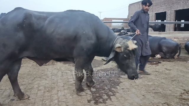 TOP TEN BUFFALO BULLS || S B Dairy farm || Ch Bashart Jaspal || High Milking Buffaloes|| Hafiz Azha смотреть онлайн