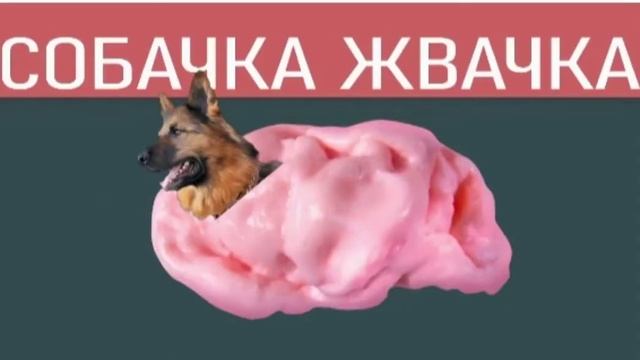 МЕМ МЫШКА СОСИСКА, СОБАЧКА ЖВАЧКА, КОШКА КАРТОШКА!!!