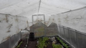 Защита растений от конденсата и палящего солнца в теплице.