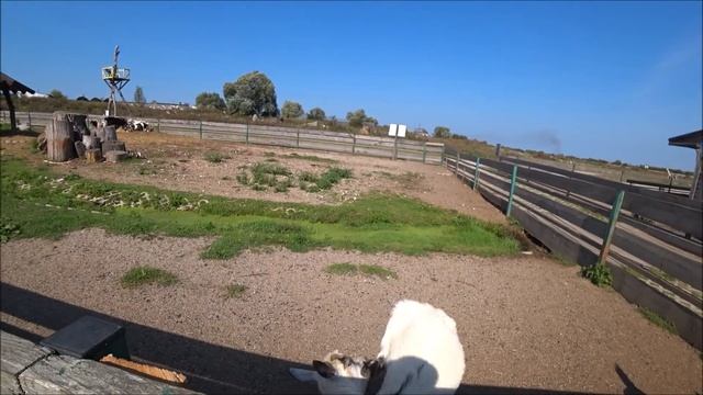 Райский уголок Калининграда, Подворье на Хуторской!)) смотреть онлайн