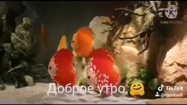 С добрым утром. Аквариум. Дискусы. Рыбки.