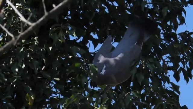 Вяхирь - Columba palumbus.mp4 смотреть онлайн