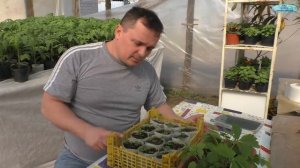 Земляника из семян- от посева до цветения!