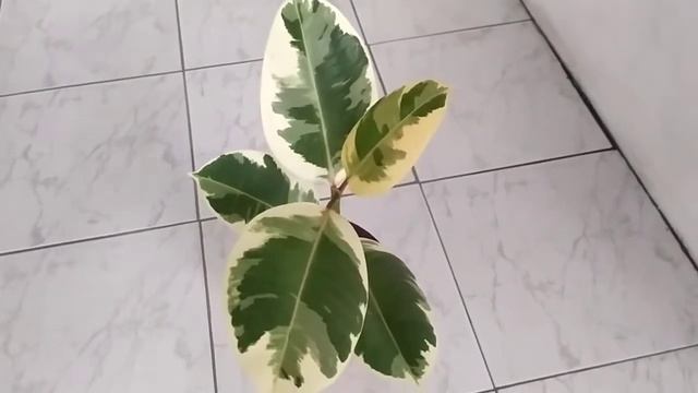 RUBBER TREE VARIEGATED 200 PHP LANG BILI KO, BALAK KONG PARAMIHIN 09-26-22 смотреть онлайн