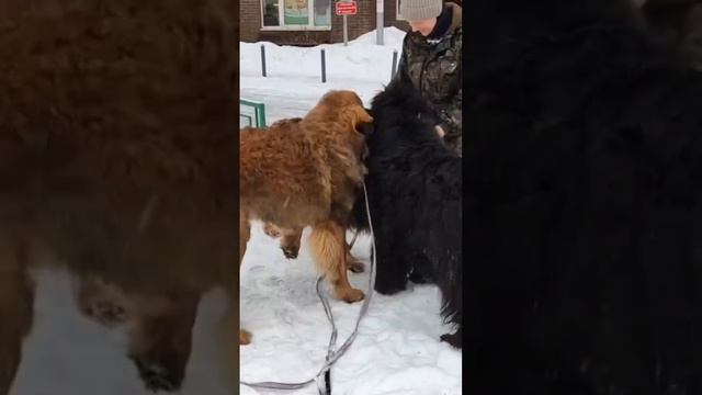 Встреча друзей! Леонбергеры и Ньюфаундленд! Так происходит каждая встреча Гомбо и Шерифа!🥰 05.03.23 смотреть онлайн