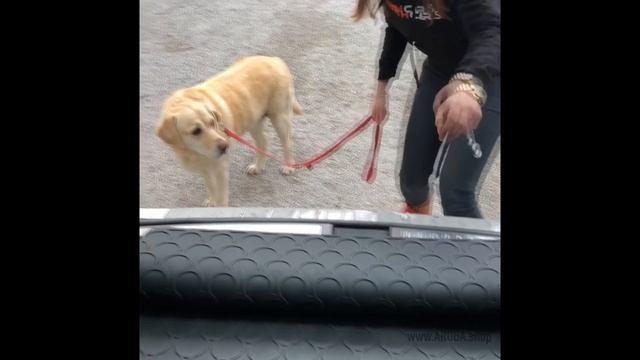 Doggy Mat Schutzmatte für Kofferraumwanne смотреть онлайн