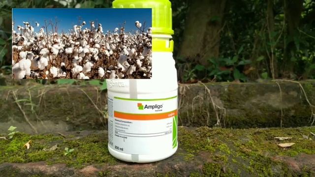 Ampligo Syngenta|broad spectrum|Chlorantraniliprole + Lambdacyhalothrin|Syngenta Ampligo Insecticid смотреть онлайн