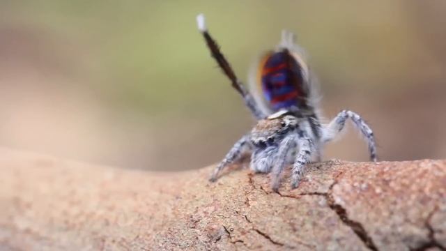 Peacock Spider Dances to YMCA смотреть онлайн
