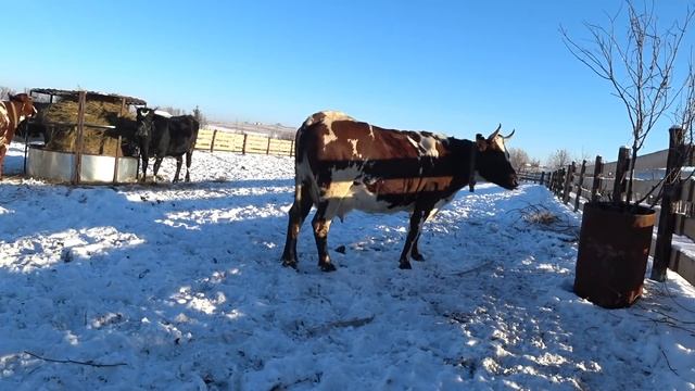 Тимпания. Делаем прокол. Запуск в процессе. Планы. смотреть онлайн