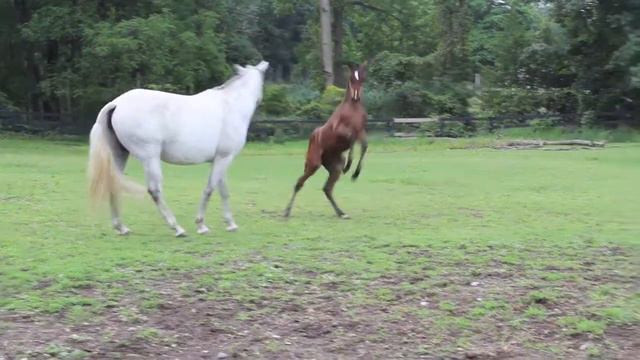 Santo ART - 2013 PRE Andalusian Colt смотреть онлайн