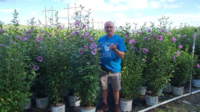 Hibiscus Purple Pillar® at Prides Corner Farms смотреть онлайн