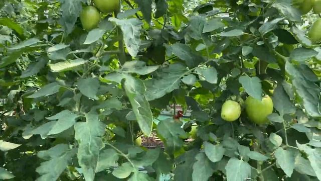 Томатный День Поля в Белгороде! смотреть онлайн