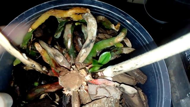 Один лист творит чудеса во мхе и мои пеньки с детками смотреть онлайн