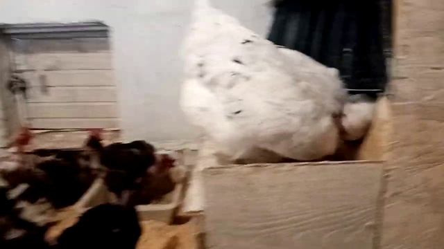 Ужас. Лысые куры. Что это? смотреть онлайн