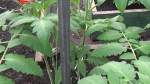 Прививка томатов на подвои Эмперадор, Граундфорс, Аурош, Арнольд.