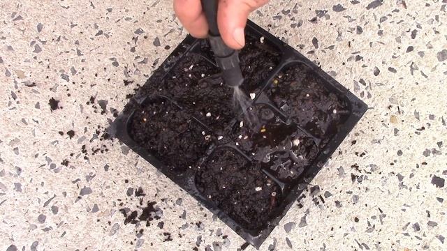 Complete Guide to Purple Coneflower - Echinacea purpurea смотреть онлайн