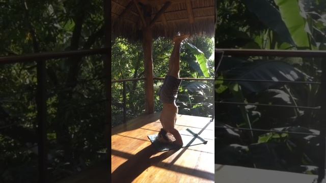 Headstand practice in the Jungle Shala. #yoga #yogapractice #yogaasana #yogateacher #sadhana #love смотреть онлайн