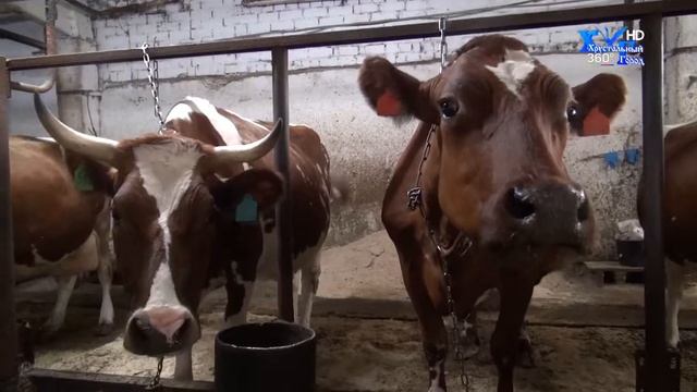 В Гусь-Хрустальном районе продолжают лучшие традиции животноводства смотреть онлайн