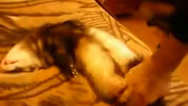 Спит как харёк! Стоп да это и есть харёк! смотреть онлайн