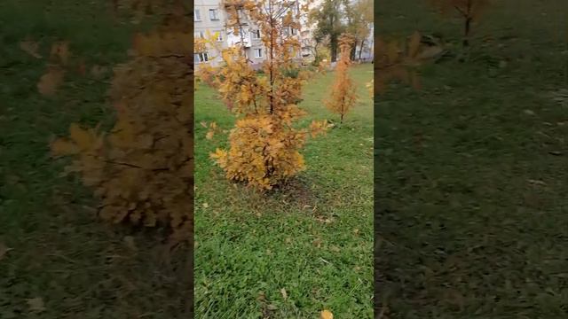 Осень на лужайке нашего двора VID 20231011 170300 смотреть онлайн