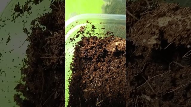Начало рождения Банановых Сверчков смотреть онлайн