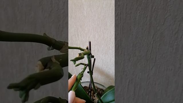 Результат цитокининовой пасты на орхидеи смотреть онлайн