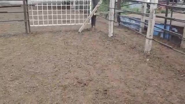 #ина#ин#быкарам#фрухтем#касеки#лайка#бзана#сохиби#хамитари#мешават+79226186664 смотреть онлайн