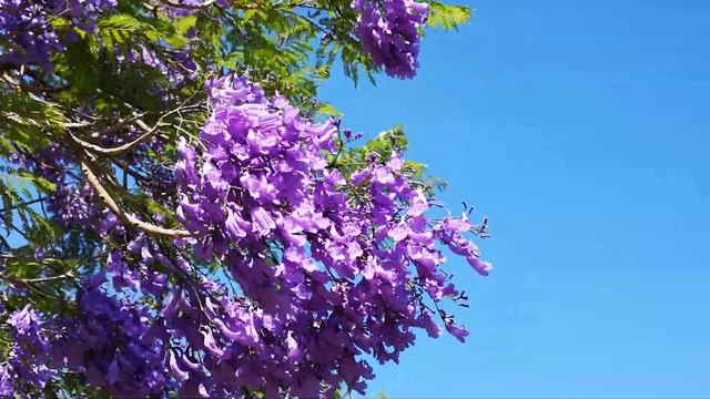 Цветет жакаранда в Яффо, парк Давидов. смотреть онлайн
