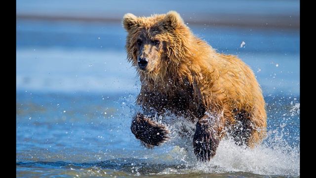 Медведи (лат. Ursus) — род млекопитающих отряда хищных смотреть онлайн