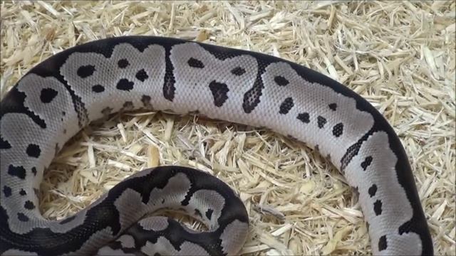 1 2020 Male VPI Axanthic Clown Ball Python смотреть онлайн