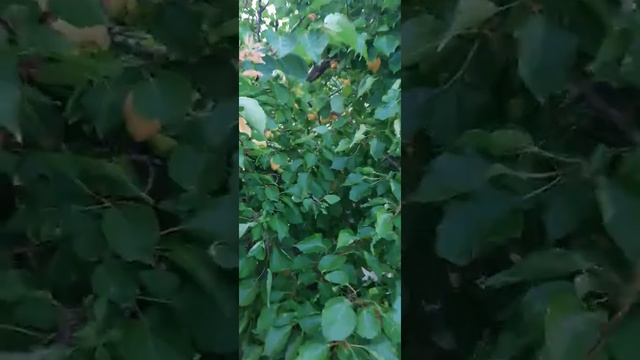 Ананасный абрикос. Андреевский@ смотреть онлайн