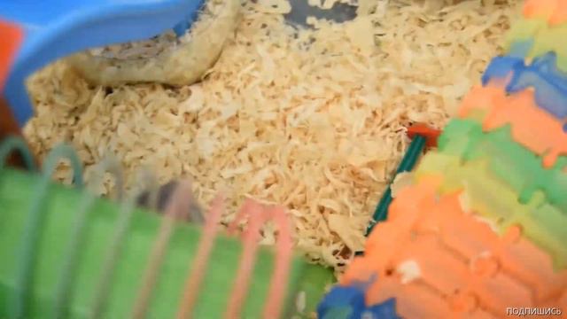 ХОМЯЧКИ ГУЛЯЮТ #смешные #смешныеживотные #хомячки #озвучка смотреть онлайн