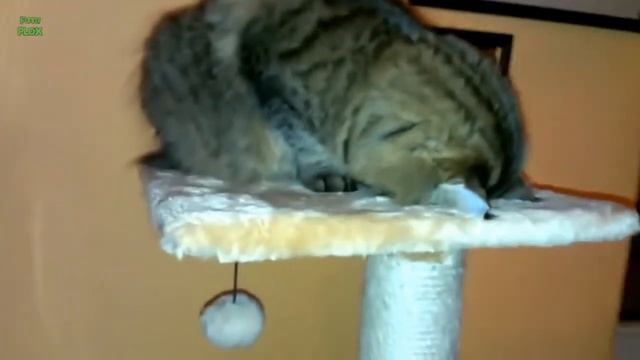 Смешные Кошки Сон в Странной Позиции смотреть онлайн