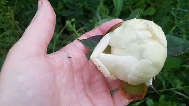 Первое цветение Белых сортов пионов. Вопрос к розоводам))) смотреть онлайн