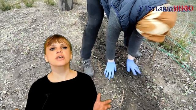 ГОРОХ! Полная технология выращивания гороха. смотреть онлайн