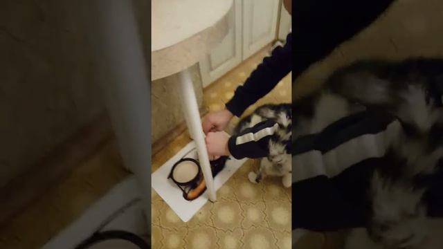 Коржик и пакетик корма смотреть онлайн