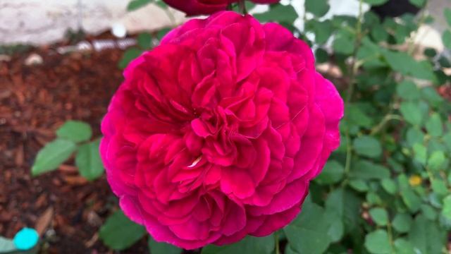 Rose - Munstead Wood смотреть онлайн