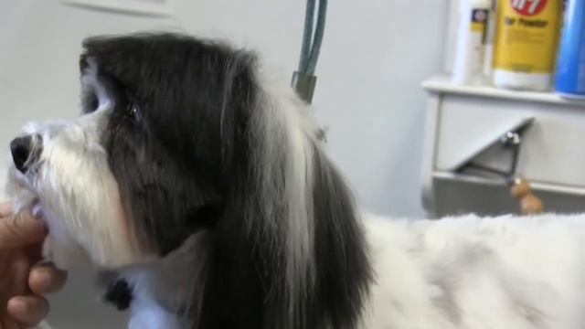 How To Scissor Havanese Head смотреть онлайн
