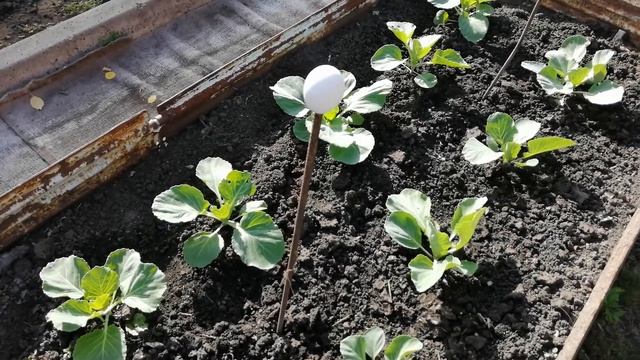 Простой метод борьбы с гусеницами на капусте . смотреть онлайн